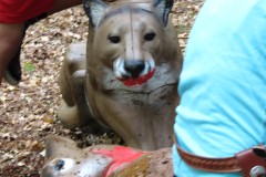 Safari 2010
