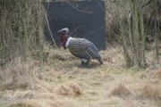 009